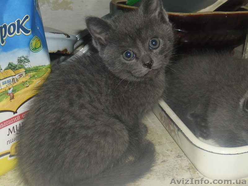 Забавные плюшки-вислоушки - <ro>Изображение</ro><ru>Изображение</ru> #5, <ru>Объявление</ru> #756203