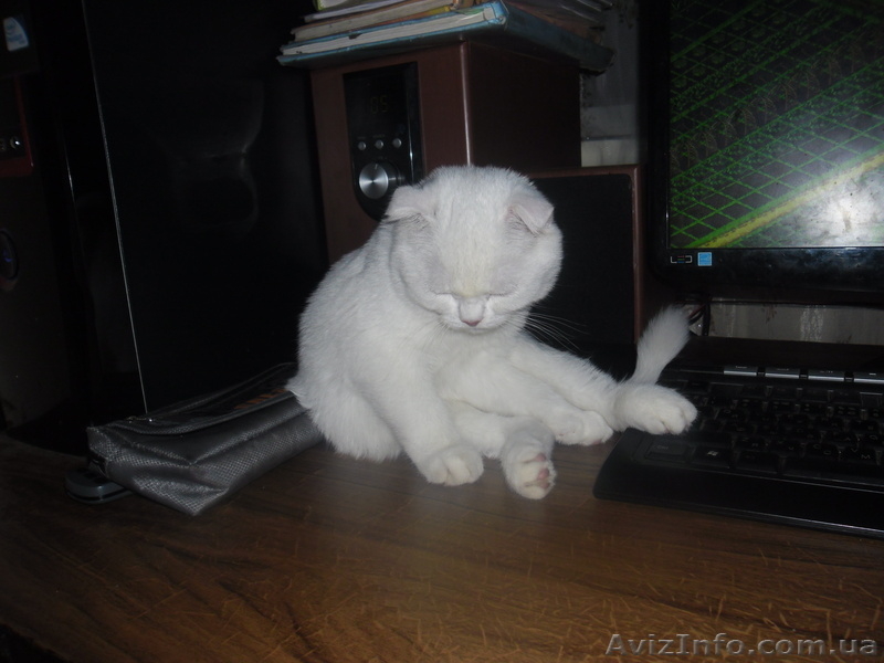 Забавные плюшки-вислоушки - <ro>Изображение</ro><ru>Изображение</ru> #7, <ru>Объявление</ru> #756203