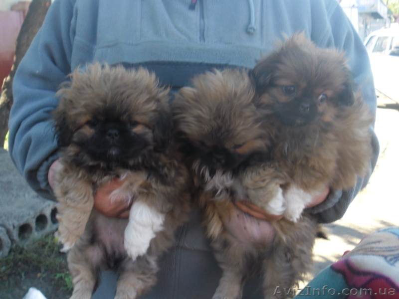 Щенки королевского пекинеса  - <ro>Изображение</ro><ru>Изображение</ru> #5, <ru>Объявление</ru> #777766