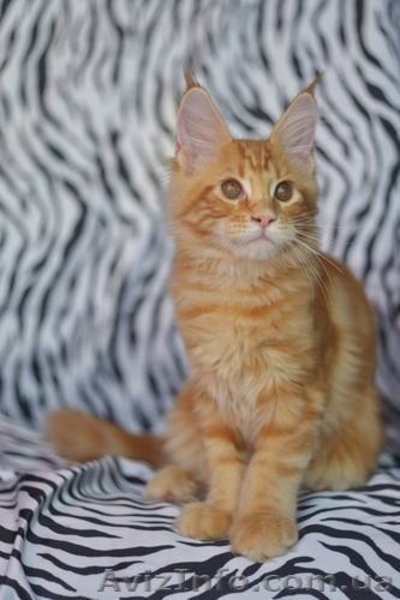 Котята мейн куна! - <ro>Изображение</ro><ru>Изображение</ru> #3, <ru>Объявление</ru> #797300