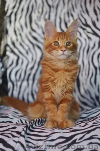 Котята мейн куна! - <ro>Изображение</ro><ru>Изображение</ru> #4, <ru>Объявление</ru> #797300