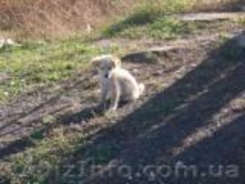 отдам щенков дворняжек - <ro>Изображение</ro><ru>Изображение</ru> #1, <ru>Объявление</ru> #797937