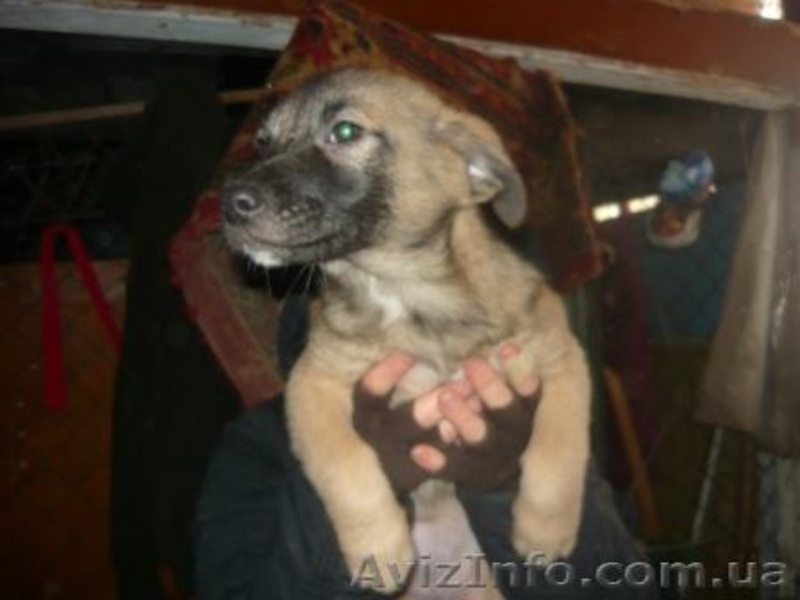 отдам щенков дворняжек - <ro>Изображение</ro><ru>Изображение</ru> #3, <ru>Объявление</ru> #797937