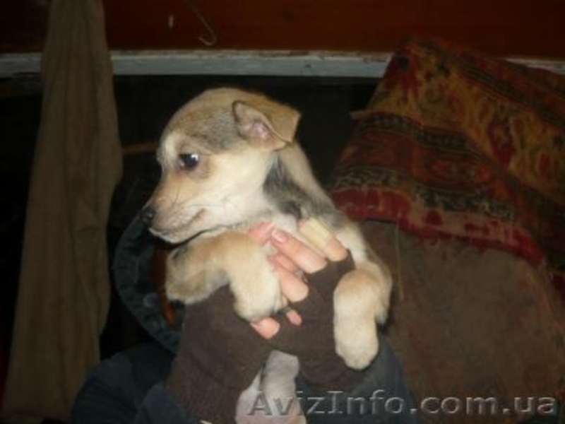 отдам щенков дворняжек - <ro>Изображение</ro><ru>Изображение</ru> #4, <ru>Объявление</ru> #797937