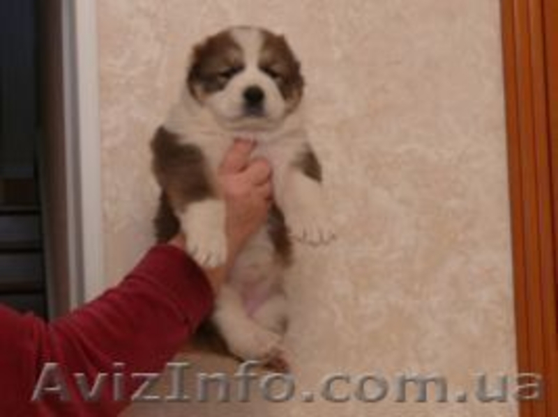 Щенки алабая ( среднеазиатской овчарки ). - <ro>Изображение</ro><ru>Изображение</ru> #2, <ru>Объявление</ru> #800368