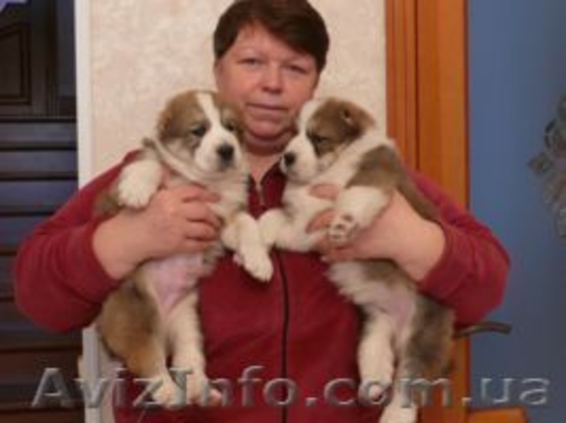 Щенки алабая ( среднеазиатской овчарки ). - <ro>Изображение</ro><ru>Изображение</ru> #3, <ru>Объявление</ru> #800368