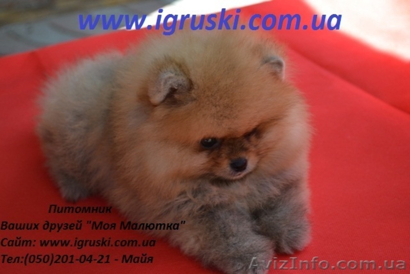 Эксклюзивные щеночки померанского шпица! - <ro>Изображение</ro><ru>Изображение</ru> #4, <ru>Объявление</ru> #790452