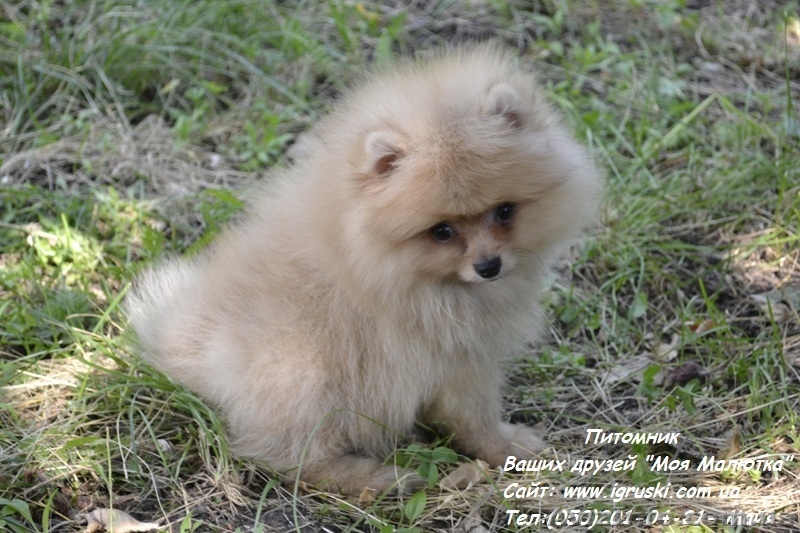 Эксклюзивные щеночки померанского шпица! - <ro>Изображение</ro><ru>Изображение</ru> #3, <ru>Объявление</ru> #790452