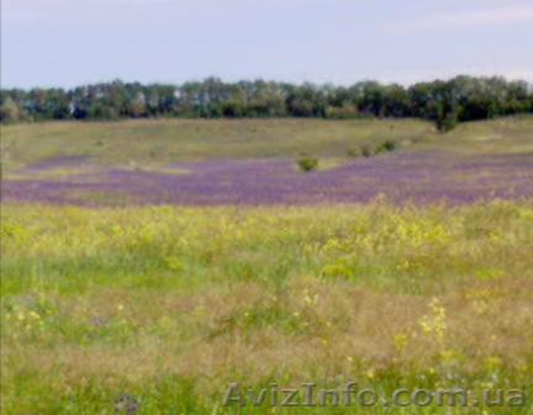 Дом 6 на 9 + 80 соток - чернозём, с. Каленики - <ro>Изображение</ro><ru>Изображение</ru> #7, <ru>Объявление</ru> #791919