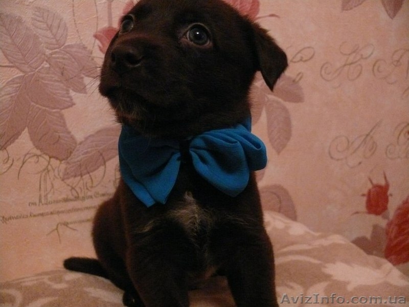 Пушистики ждут своих хозяев  - <ro>Изображение</ro><ru>Изображение</ru> #5, <ru>Объявление</ru> #801797