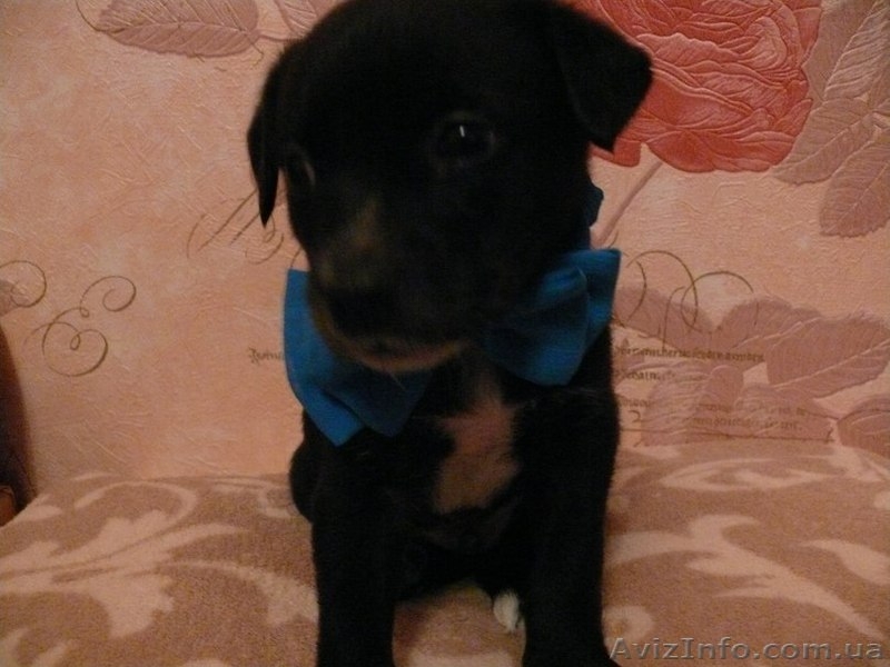 Пушистики ждут своих хозяев  - <ro>Изображение</ro><ru>Изображение</ru> #1, <ru>Объявление</ru> #801797