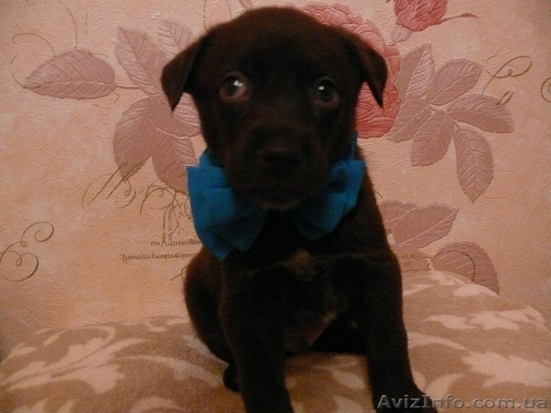 Пушистики ждут своих хозяев  - <ro>Изображение</ro><ru>Изображение</ru> #2, <ru>Объявление</ru> #801797