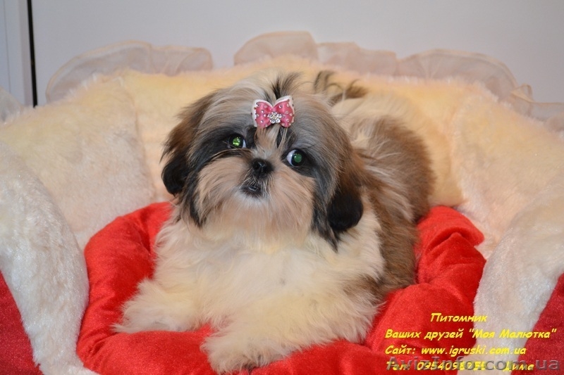 Кукольные мини щеночки ши-тцу! - <ro>Изображение</ro><ru>Изображение</ru> #2, <ru>Объявление</ru> #805294