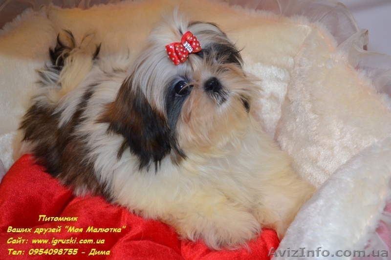 Кукольные мини щеночки ши-тцу! - <ro>Изображение</ro><ru>Изображение</ru> #4, <ru>Объявление</ru> #805294