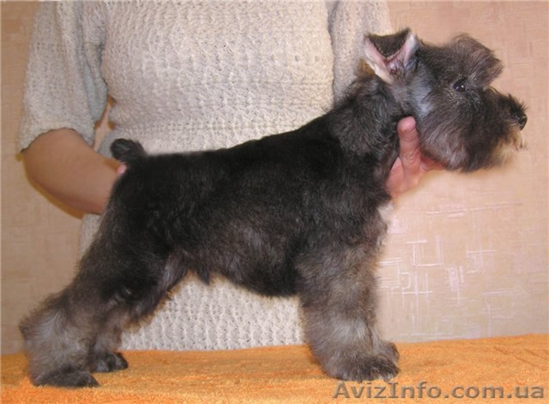 Алиментные щенки цвергшнауцера перец с солью - <ro>Изображение</ro><ru>Изображение</ru> #3, <ru>Объявление</ru> #802589