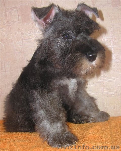 Алиментные щенки цвергшнауцера перец с солью - <ro>Изображение</ro><ru>Изображение</ru> #1, <ru>Объявление</ru> #802589