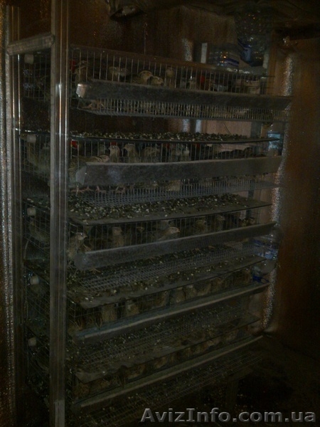 Перепелиная ферма - <ro>Изображение</ro><ru>Изображение</ru> #4, <ru>Объявление</ru> #803335