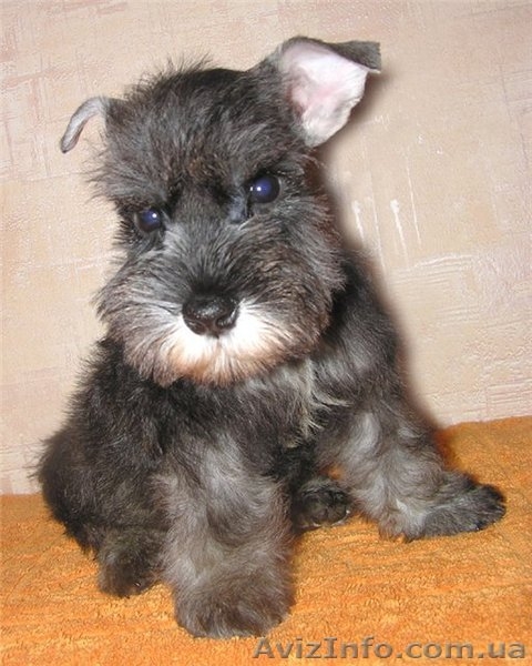 Алиментные щенки цвергшнауцера перец с солью - <ro>Изображение</ro><ru>Изображение</ru> #2, <ru>Объявление</ru> #802589