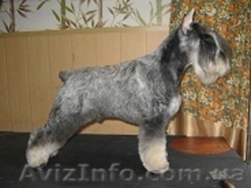 Алиментные щенки цвергшнауцера перец с солью - <ro>Изображение</ro><ru>Изображение</ru> #4, <ru>Объявление</ru> #802589