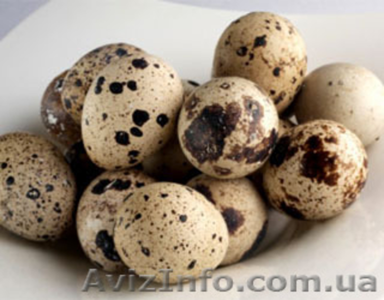 Перепелиная ферма - <ro>Изображение</ro><ru>Изображение</ru> #1, <ru>Объявление</ru> #803335