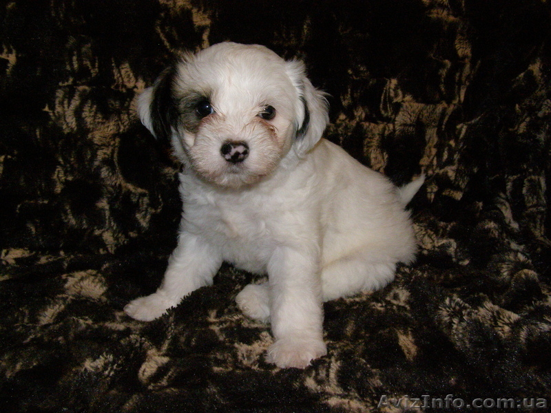 Голоая Китайская хохлатая - <ro>Изображение</ro><ru>Изображение</ru> #2, <ru>Объявление</ru> #801254