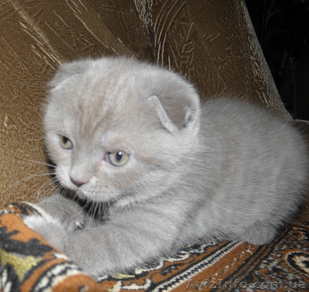 Мальчик плюшевый вислоухий британец  - <ro>Изображение</ro><ru>Изображение</ru> #1, <ru>Объявление</ru> #812512