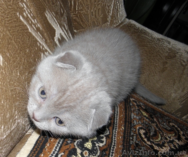 Мальчик плюшевый вислоухий британец  - <ro>Изображение</ro><ru>Изображение</ru> #3, <ru>Объявление</ru> #812512