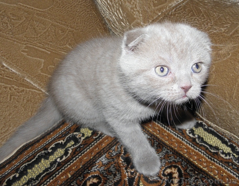 Мальчик плюшевый вислоухий британец  - <ro>Изображение</ro><ru>Изображение</ru> #4, <ru>Объявление</ru> #812512