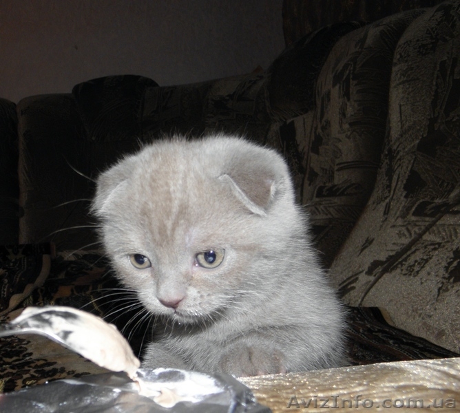 Мальчик плюшевый вислоухий британец  - <ro>Изображение</ro><ru>Изображение</ru> #6, <ru>Объявление</ru> #812512