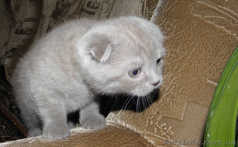 Мальчик плюшевый вислоухий британец  - <ro>Изображение</ro><ru>Изображение</ru> #8, <ru>Объявление</ru> #812512