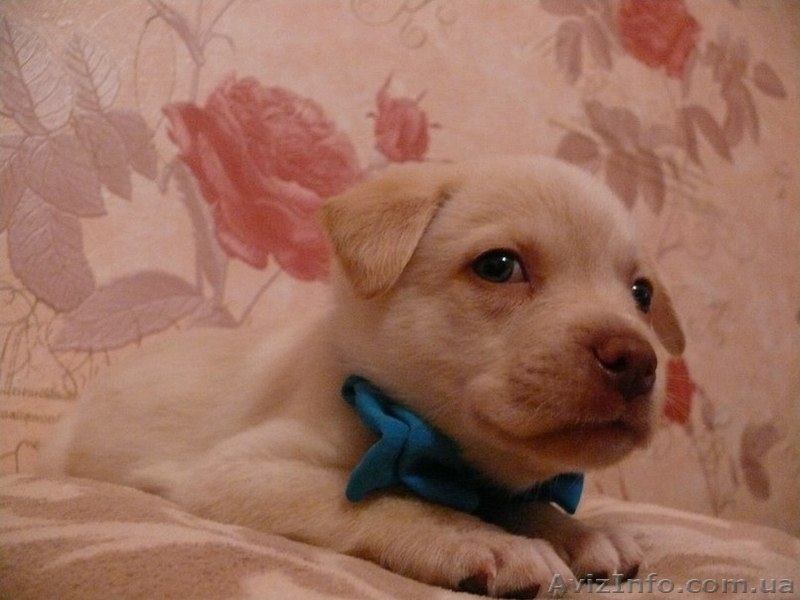 Пушистики ждут своих хозяев  - <ro>Изображение</ro><ru>Изображение</ru> #6, <ru>Объявление</ru> #801797