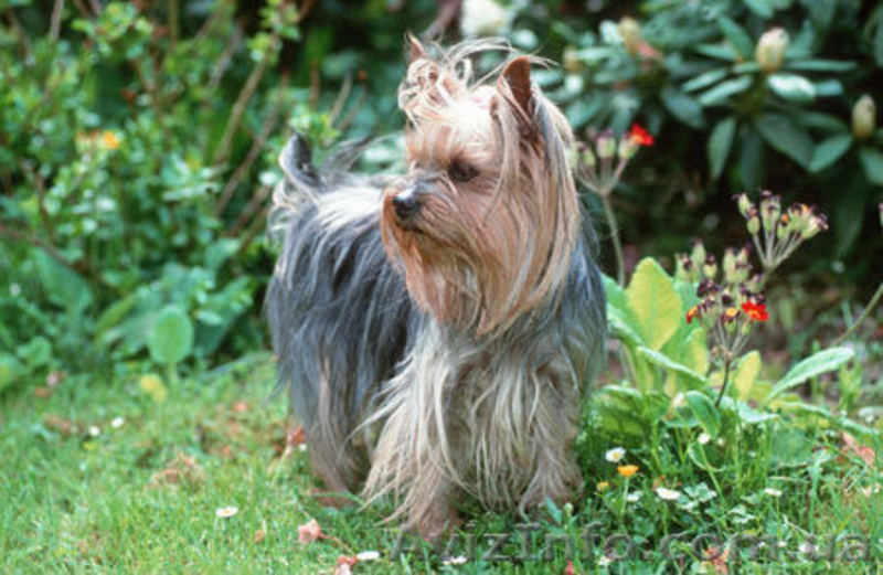 Йорширский терьер - <ro>Изображение</ro><ru>Изображение</ru> #2, <ru>Объявление</ru> #830686