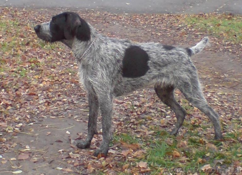 Продаются щенята дратхаар - <ro>Изображение</ro><ru>Изображение</ru> #3, <ru>Объявление</ru> #820386