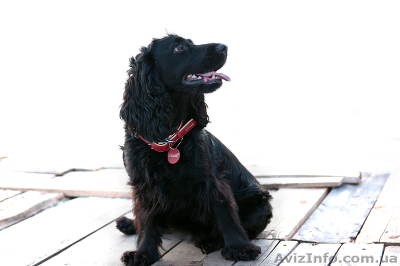 веселые щенки английского кокер-спаниеля - <ro>Изображение</ro><ru>Изображение</ru> #2, <ru>Объявление</ru> #826719