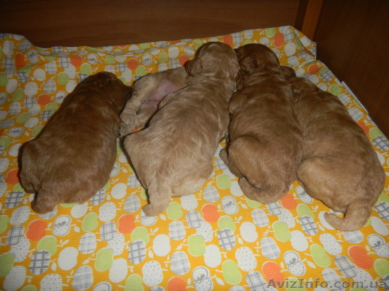 Уникальные щенки абрикосового пуделя - <ro>Изображение</ro><ru>Изображение</ru> #3, <ru>Объявление</ru> #829642