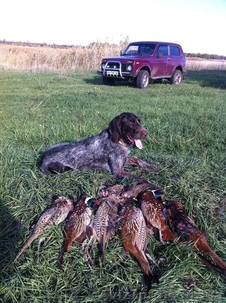 Продаются щенята дратхаар - <ro>Изображение</ro><ru>Изображение</ru> #1, <ru>Объявление</ru> #820386