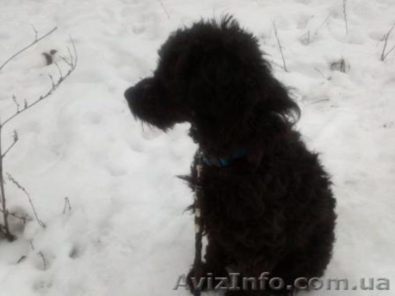 пудель ищет дом - <ro>Изображение</ro><ru>Изображение</ru> #2, <ru>Объявление</ru> #830542