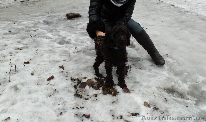 пудель ищет дом - <ro>Изображение</ro><ru>Изображение</ru> #3, <ru>Объявление</ru> #830542