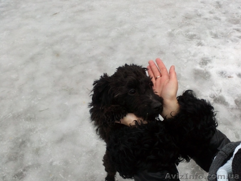 пудель ищет дом - <ro>Изображение</ro><ru>Изображение</ru> #4, <ru>Объявление</ru> #830542