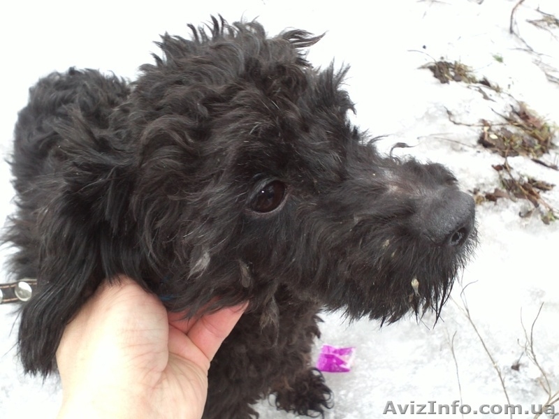 пудель ищет дом - <ro>Изображение</ro><ru>Изображение</ru> #1, <ru>Объявление</ru> #830542