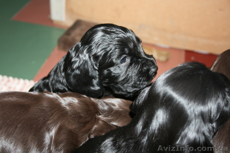 веселые щенки английского кокер-спаниеля - <ro>Изображение</ro><ru>Изображение</ru> #3, <ru>Объявление</ru> #826719