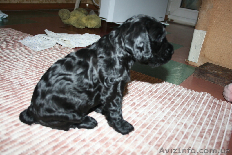 веселые щенки английского кокер-спаниеля - <ro>Изображение</ro><ru>Изображение</ru> #1, <ru>Объявление</ru> #826719