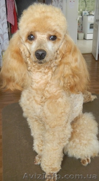 Уникальные щенки абрикосового пуделя - <ro>Изображение</ro><ru>Изображение</ru> #1, <ru>Объявление</ru> #829642