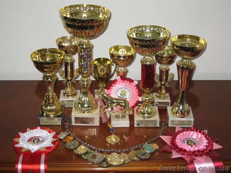 Продаются щенята дратхаар - <ro>Изображение</ro><ru>Изображение</ru> #4, <ru>Объявление</ru> #820386