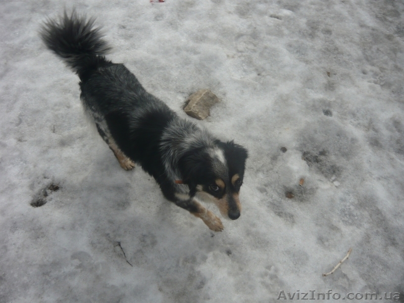 ищу хозяев                         - <ro>Изображение</ro><ru>Изображение</ru> #1, <ru>Объявление</ru> #833384