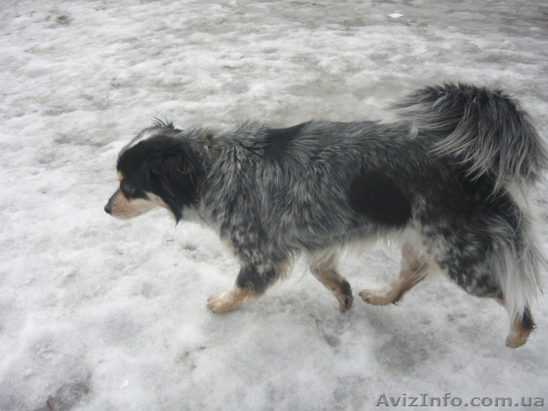 ищу хозяев                         - <ro>Изображение</ro><ru>Изображение</ru> #4, <ru>Объявление</ru> #833384