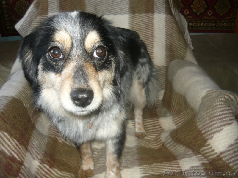 ищу хозяев                         - <ro>Изображение</ro><ru>Изображение</ru> #2, <ru>Объявление</ru> #833384