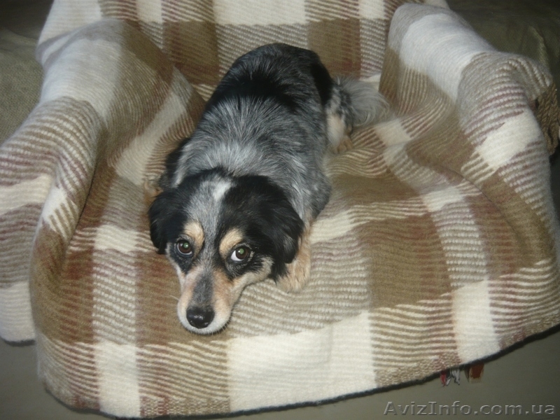 ищу хозяев                         - <ro>Изображение</ro><ru>Изображение</ru> #3, <ru>Объявление</ru> #833384