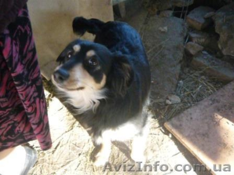 подарю взрослых дворняг-охранников - <ro>Изображение</ro><ru>Изображение</ru> #1, <ru>Объявление</ru> #830550