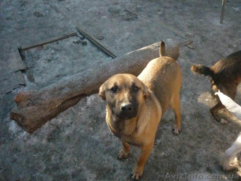 подарю взрослых дворняг-охранников - <ro>Изображение</ro><ru>Изображение</ru> #4, <ru>Объявление</ru> #830550